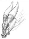 Rough-work002-dragon.jpg
