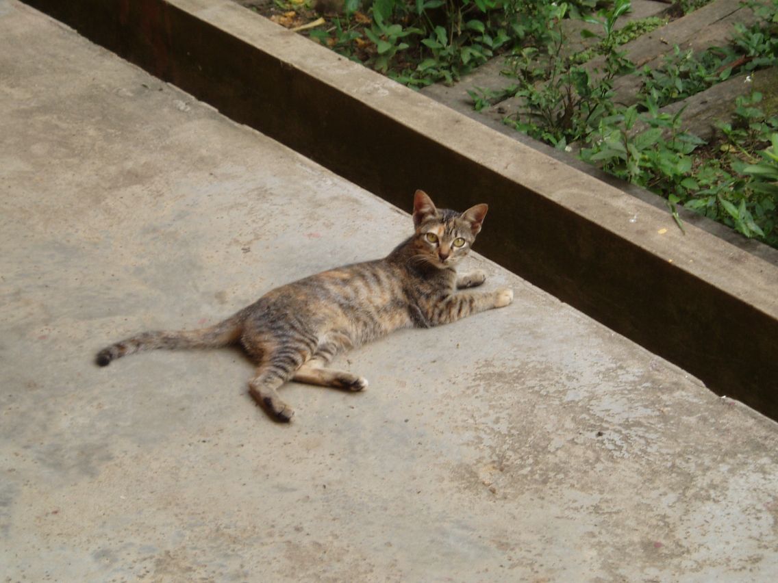Grandma's evil cat
Doing what cats do best... laying around making it look like they own the place...

I couldn't get closer than this before it just got up and ran away T_T
