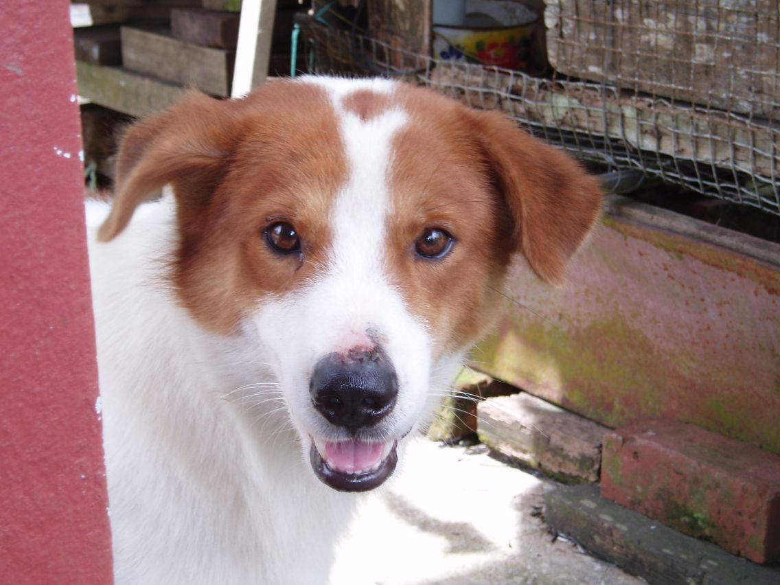 Grandma's ditzy doggie
