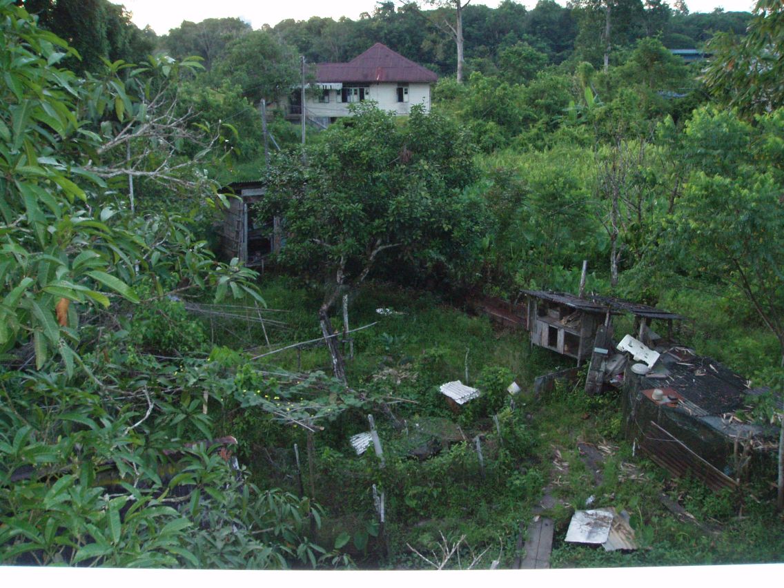 Grandma's back yard
There are chickens down there somewhere...
That house in the background is one of the neighbours (yes, people live in there...)
