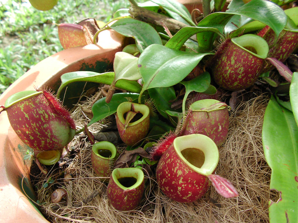Lots of little Pitcher Plants
