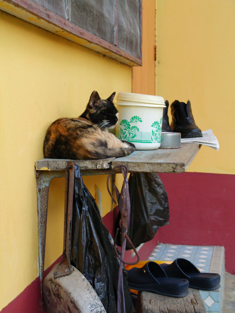 Grandma's Cat #1 again
